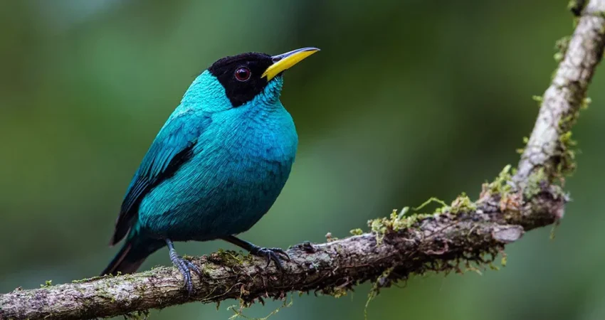 BirdWatchingTour01- Nica Travel and Tours