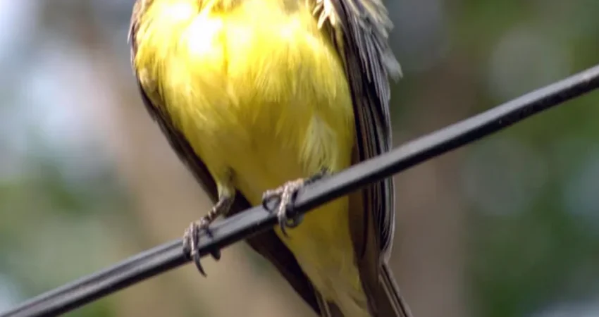 BirdWatchingTour04- Nica Travel and Tours